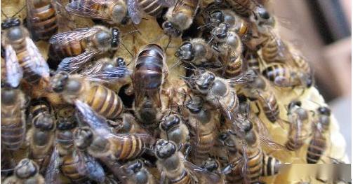 隧蜂是什么(隧蜂的特點) 隧蜂是什么(隧蜂的特點)