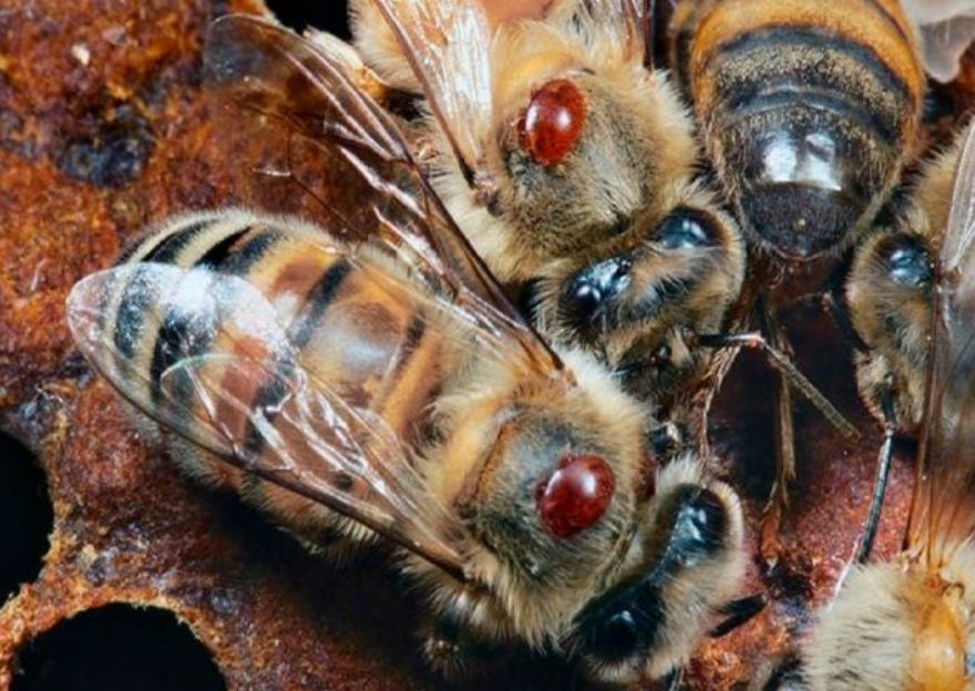 隧蜂是什么(隧蜂的特點) 隧蜂是什么(隧蜂的特點)
