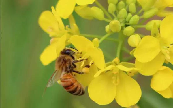 中蜜一號王有什么優(yōu)缺點(diǎn)（中蜜一號的特點(diǎn)）