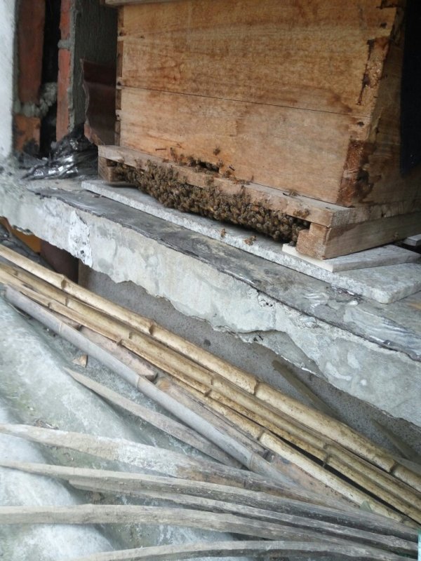 新手養蜜蜂最好什么時候養(新手養蜂十一忌,一般從什么季節開始) 新手養蜜蜂最好什么時候養(新手養蜂十一忌,一般從什么季節開始)