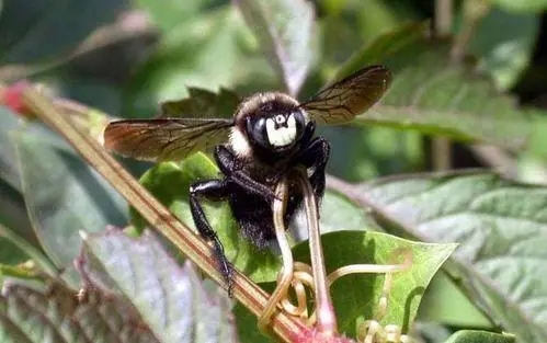 藍胸木蜂 藍胸木蜂