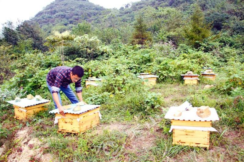 學養(yǎng)蜂需要多久能學成(新手怎么學養(yǎng)蜂) 學養(yǎng)蜂需要多久能學成(新手怎么學養(yǎng)蜂)