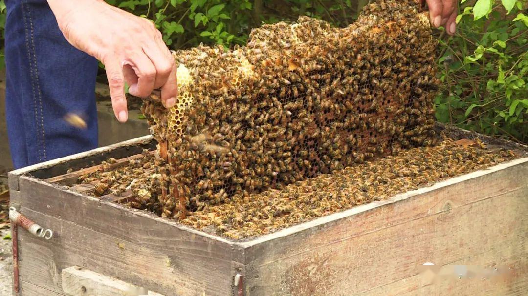 學養(yǎng)蜂需要多久能學成(新手怎么學養(yǎng)蜂) 學養(yǎng)蜂需要多久能學成(新手怎么學養(yǎng)蜂)