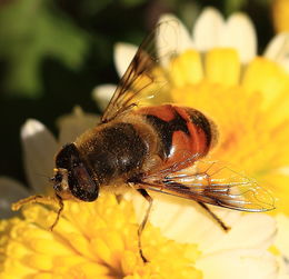 阿壩蜂王產(chǎn)地(阿壩王原產(chǎn)地) 阿壩蜂王產(chǎn)地(阿壩王原產(chǎn)地)