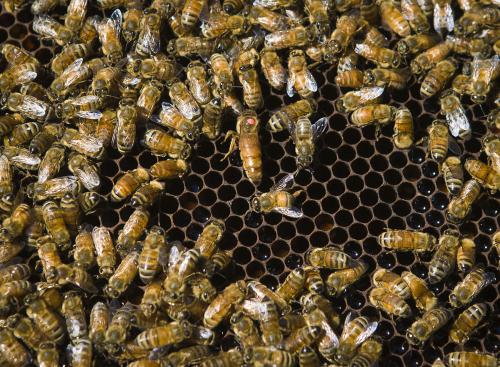 養(yǎng)蜂新手如何分蜂(如何進行人工分蜂) 養(yǎng)蜂新手如何分蜂(如何進行人工分蜂)