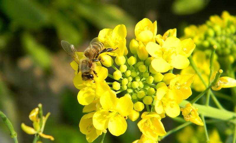 一只蜜蜂一生能采多少蜜? 一只蜜蜂一生能采多少蜜?
