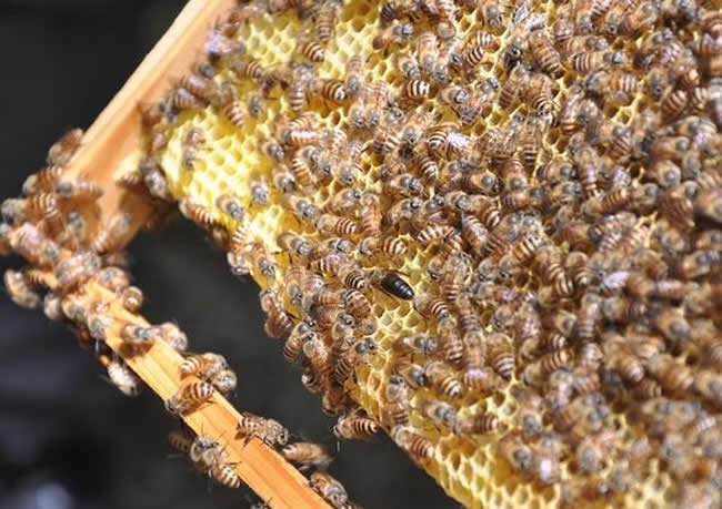 三步教你入門養(yǎng)蜂 三步教你入門養(yǎng)蜂