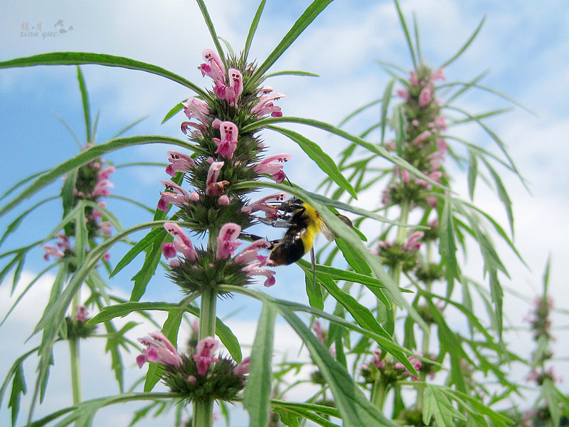 益母草是蜜源植物嗎（益母草是什么植物）