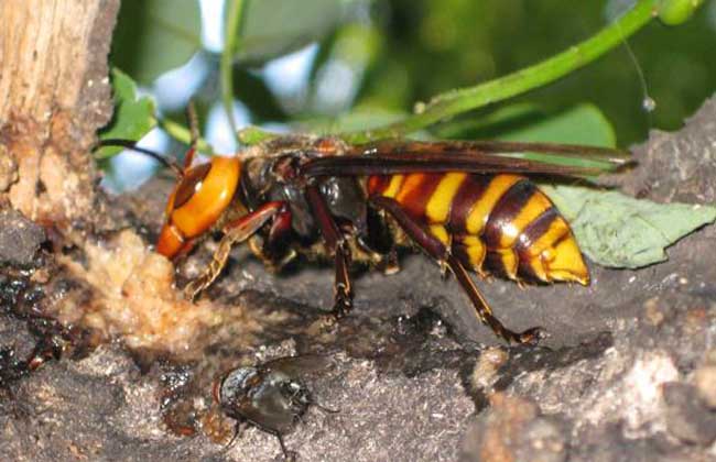 人工飼養(yǎng)胡蜂怎樣越冬(胡蜂如何越冬) 人工飼養(yǎng)胡蜂怎樣越冬(胡蜂如何越冬)