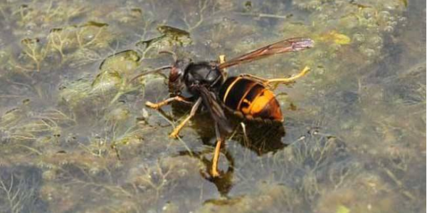 人工飼養(yǎng)胡蜂怎樣越冬(胡蜂如何越冬) 人工飼養(yǎng)胡蜂怎樣越冬(胡蜂如何越冬)