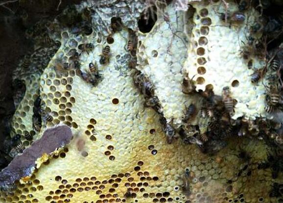 怎么利用購買的蜂王進(jìn)行分蜂繁殖(怎么分蜂繁殖) 怎么利用購買的蜂王進(jìn)行分蜂繁殖(怎么分蜂繁殖)