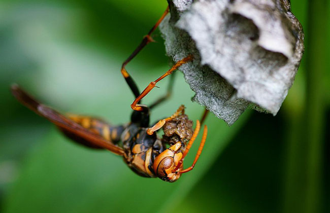 怎樣養(yǎng)殖胡蜂（胡蜂養(yǎng)殖技術(shù)）