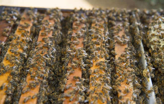 在夏季可以蜂多于脾嗎? 在夏季可以蜂多于脾嗎?