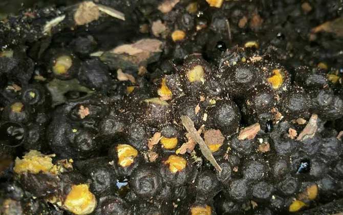 酸蜂蜜的營養(yǎng)價值（酸蜂蜜的藥用價值）