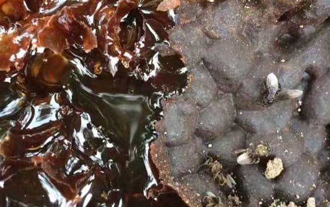 酸蜂蜜的營養(yǎng)價值（酸蜂蜜的藥用價值）