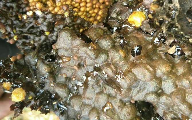 酸蜂蜜的營養(yǎng)價值（酸蜂蜜的藥用價值）