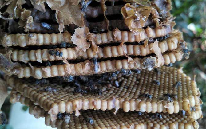 酸蜂蜜的營養(yǎng)價值（酸蜂蜜的藥用價值）