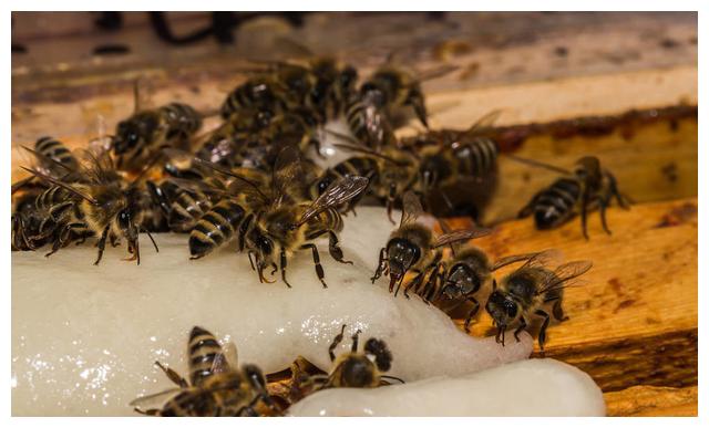 新手學養(yǎng)蜂要找?guī)煾祵W嗎(新手怎么學養(yǎng)蜂) 新手學養(yǎng)蜂要找?guī)煾祵W嗎(新手怎么學養(yǎng)蜂)