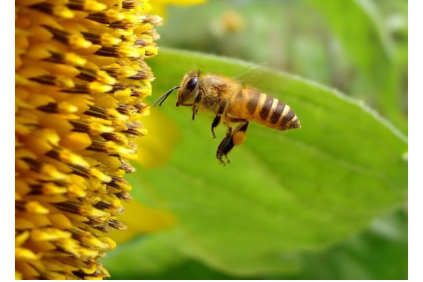 蜜蜂怕什么氣味會出巢(蜜蜂最討厭什么味道會棄巢) 蜜蜂怕什么氣味會出巢(蜜蜂最討厭什么味道會棄巢)