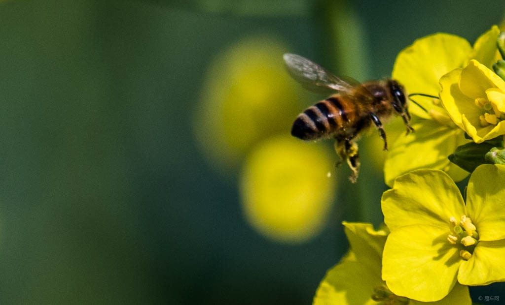 蜜蜂怕什么氣味會出巢(蜜蜂最討厭什么味道會棄巢) 蜜蜂怕什么氣味會出巢(蜜蜂最討厭什么味道會棄巢)