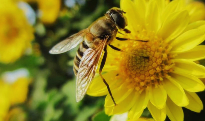 蜜蜂采摘花蜜是給蜂王吃嗎(蜜蜂采誰的蜜) 蜜蜂采摘花蜜是給蜂王吃嗎(蜜蜂采誰的蜜)