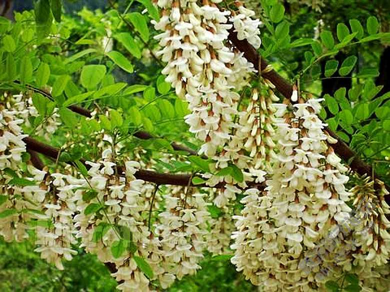 四川蜜源植物大全(四川蜜源植物分布) 四川蜜源植物大全(四川蜜源植物分布)