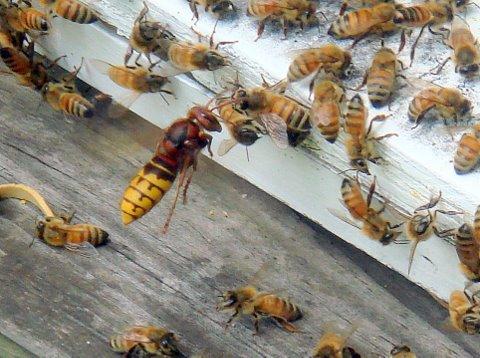 虎頭蜂和蜜蜂誰厲害(虎頭蜂有多狠?) 虎頭蜂和蜜蜂誰厲害(虎頭蜂有多狠?)