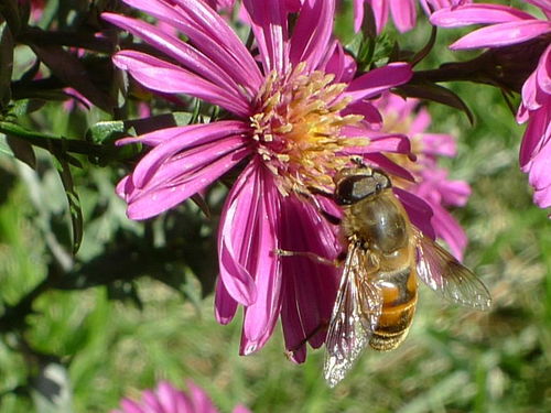 想養(yǎng)蜂從這些基礎(chǔ)做起(新手養(yǎng)蜂入門及注意事項) 想養(yǎng)蜂從這些基礎(chǔ)做起(新手養(yǎng)蜂入門及注意事項)