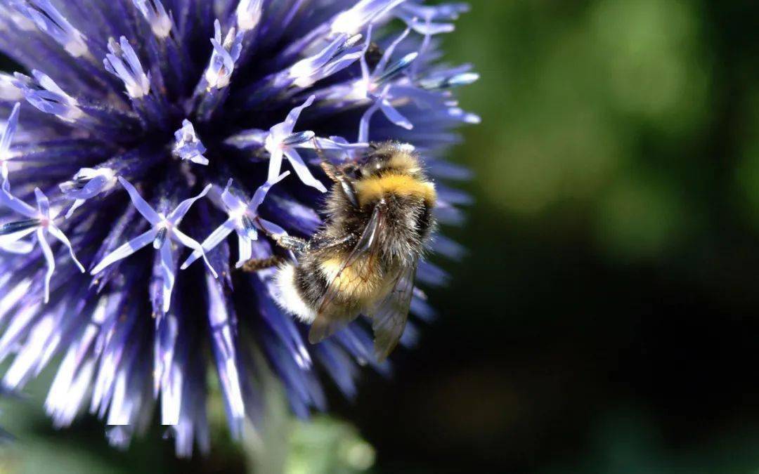 想養(yǎng)蜂從這些基礎(chǔ)做起(新手養(yǎng)蜂入門及注意事項) 想養(yǎng)蜂從這些基礎(chǔ)做起(新手養(yǎng)蜂入門及注意事項)