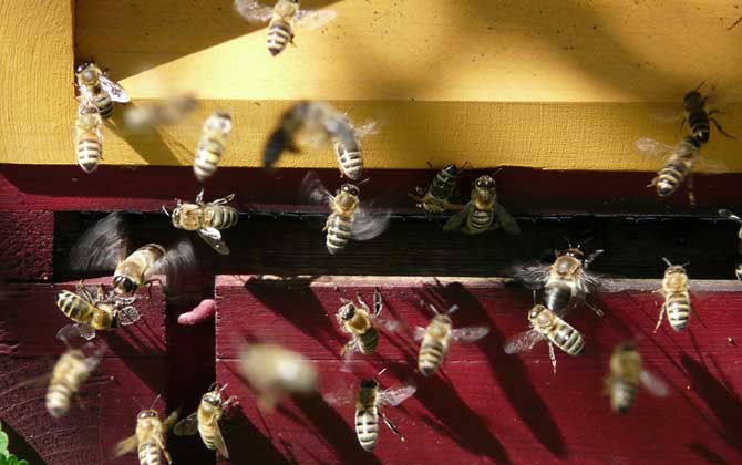 蜜蜂分蜂一般會飛多高多遠