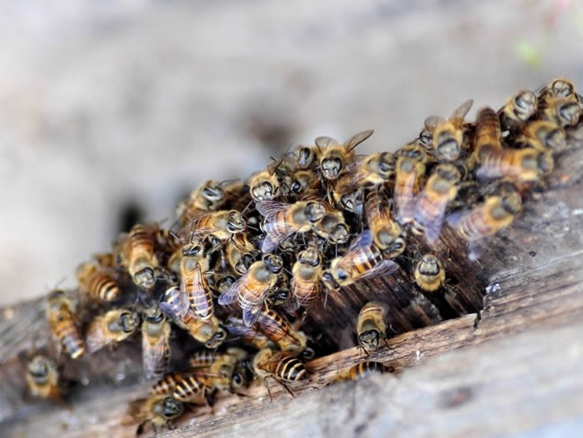 【蜜蜂知識】蜂群的組成是怎樣的? 【蜜蜂知識】蜂群的組成是怎樣的?