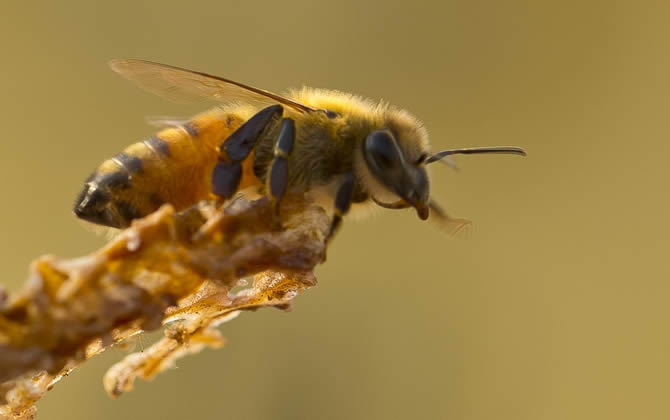 蜜蜂會發(fā)現(xiàn)蜂蜜沒有了嗎? 蜜蜂會發(fā)現(xiàn)蜂蜜沒有了嗎?