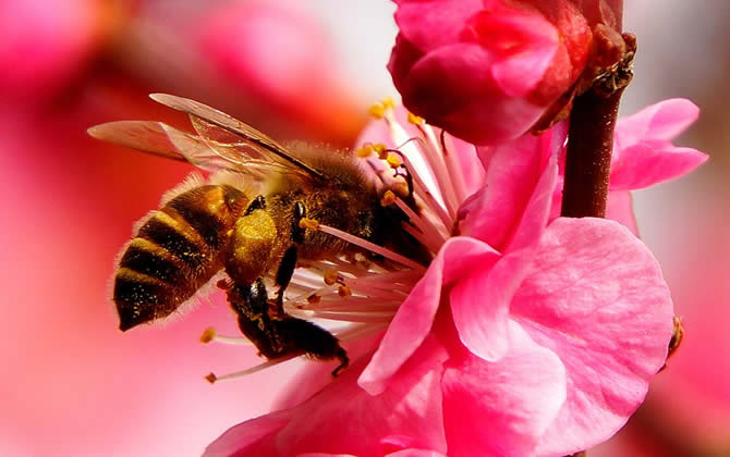 蜜蜂會發(fā)現(xiàn)蜂蜜沒有了嗎? 蜜蜂會發(fā)現(xiàn)蜂蜜沒有了嗎?