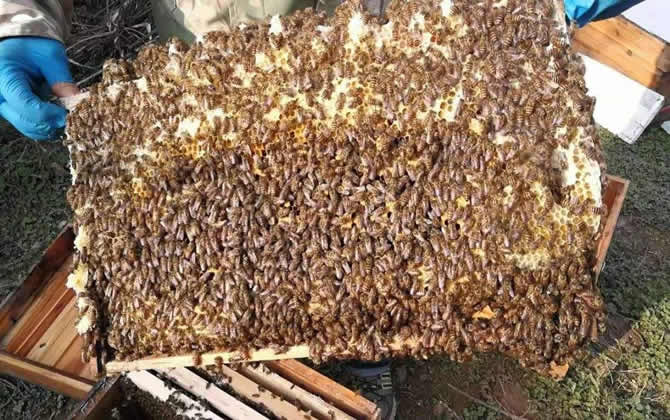 蜜蜂會發(fā)現(xiàn)蜂蜜沒有了嗎? 蜜蜂會發(fā)現(xiàn)蜂蜜沒有了嗎?