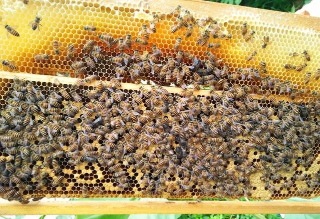 流蜜期如何管理蜂群（中蜂大流蜜期蜜蜂管理技術）