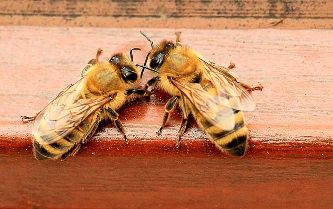 蜂群多少度進入越冬期(蜜蜂越冬最適溫度是多少) 蜂群多少度進入越冬期(蜜蜂越冬最適溫度是多少)