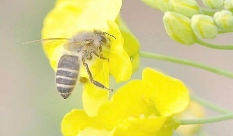 【蜜蜂知識】一箱蜜蜂一年能分幾箱? 一箱蜜蜂一年能分幾箱?