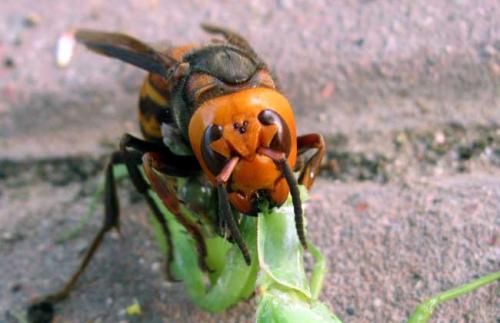 中國(guó)大虎頭蜂和日本大黃蜂的區(qū)別（中國(guó)大虎頭蜂和日本大黃蜂的對(duì)比）