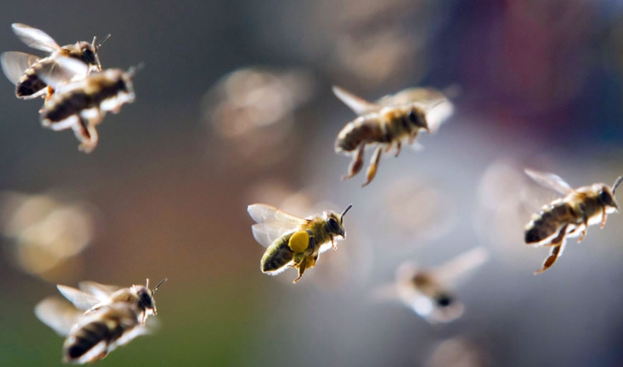 關于蜜蜂的知識有哪些？