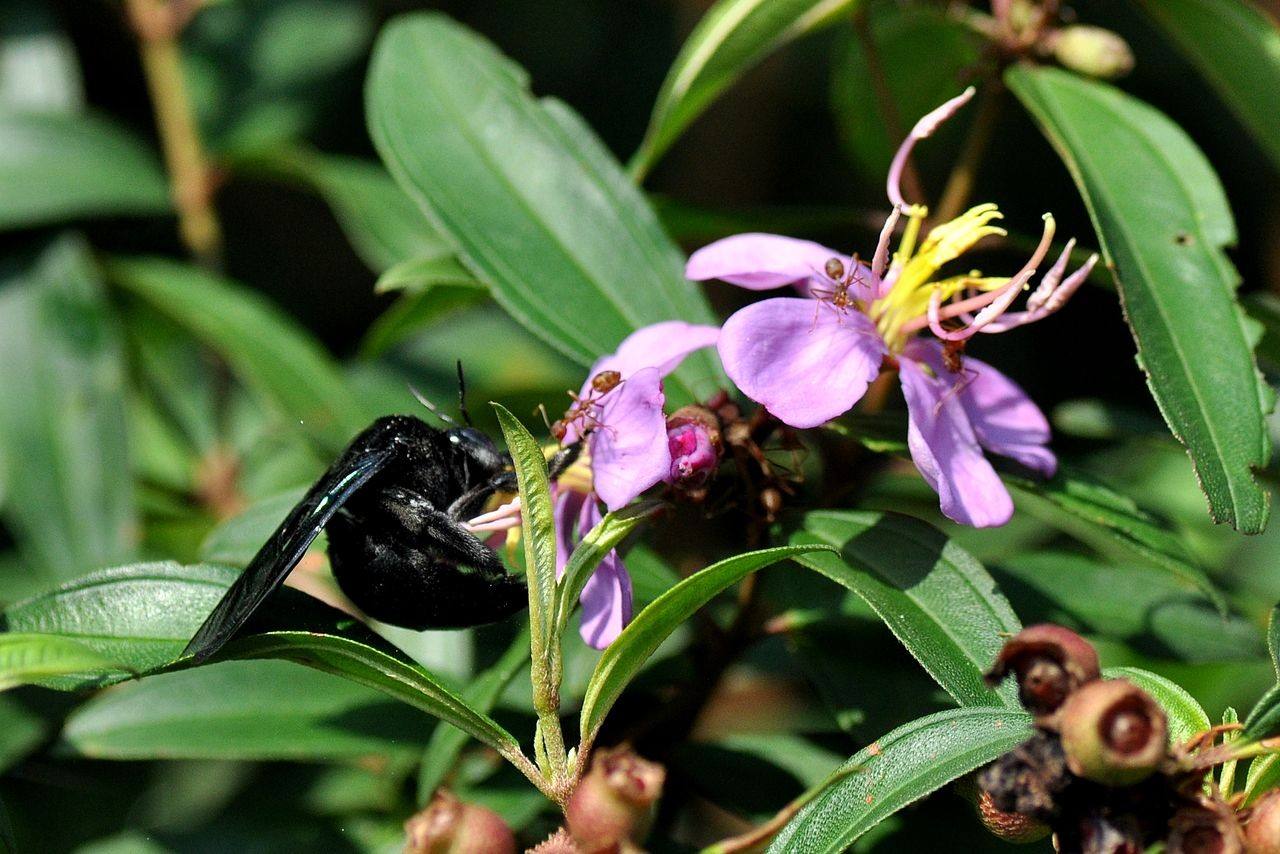 關于蜜蜂的知識有哪些？