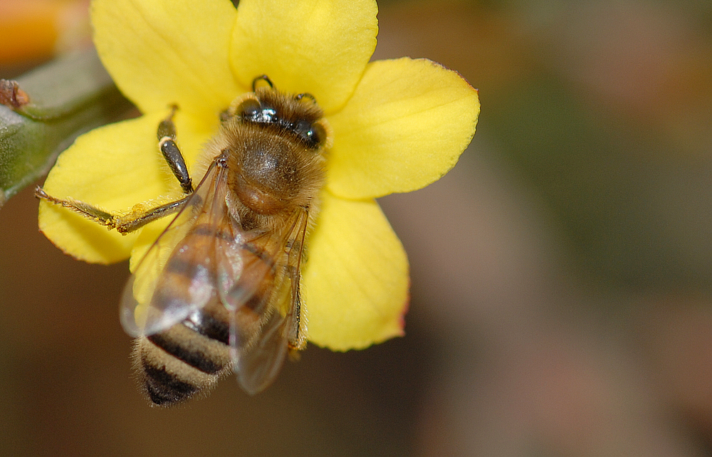 南方蜜蜂養(yǎng)殖技術(shù)和注意事項(xiàng)（南方蜜蜂養(yǎng)殖技術(shù)篇）