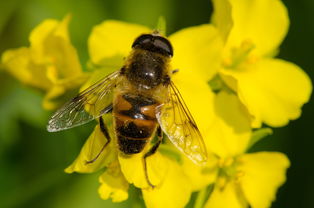 南方蜜蜂養(yǎng)殖技術(shù)和注意事項(xiàng)（南方蜜蜂養(yǎng)殖技術(shù)篇）