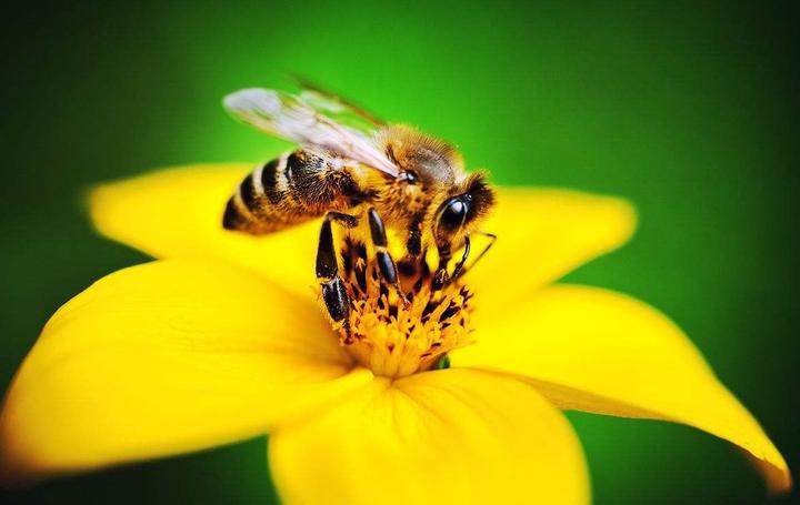 南方蜜蜂養(yǎng)殖技術(shù)和注意事項(xiàng)（南方蜜蜂養(yǎng)殖技術(shù)篇）