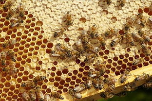 阿壩中蜂當地怎樣越冬(中蜂土養,如何安全越冬) 阿壩中蜂當地怎樣越冬(中蜂土養,如何安全越冬)