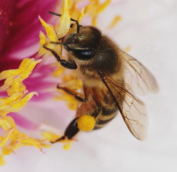 養(yǎng)蜂的工具器材有哪些(現(xiàn)代養(yǎng)蜂必須要用現(xiàn)代養(yǎng)蜂工具) 養(yǎng)蜂的工具器材有哪些(現(xiàn)代養(yǎng)蜂必須要用現(xiàn)代養(yǎng)蜂工具)