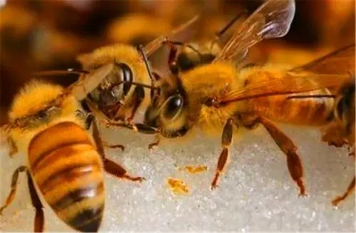 蜂王交尾不成功可以介王嗎 蜂王交尾不成功可以介王嗎