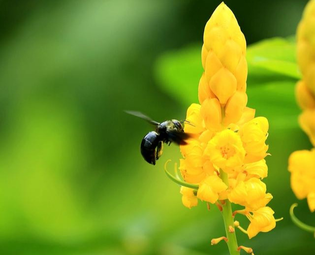 南方全身黑色蜂是什么蜂?叫什么? 南方全身黑色蜂是什么蜂?叫什么?