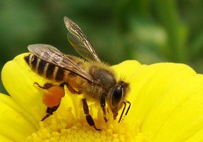 高加索蜂采茶花中毒怎么辦(蜜蜂采茶花和油茶花中毒怎么辦) 高加索蜂采茶花中毒怎么辦(蜜蜂采茶花和油茶花中毒怎么辦)