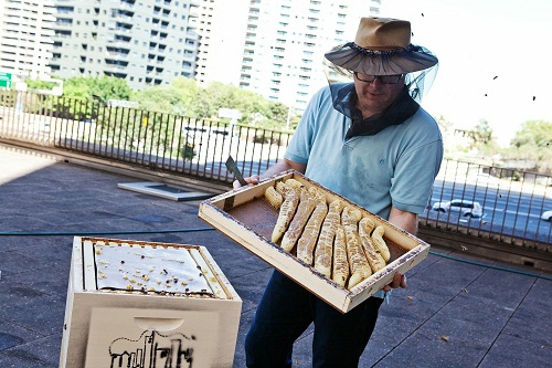 樓頂可以養(yǎng)蜂嗎(家庭樓頂養(yǎng)蜜蜂會不會有什么影響) 樓頂可以養(yǎng)蜂嗎(家庭樓頂養(yǎng)蜜蜂會不會有什么影響)
