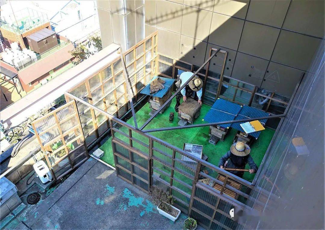 樓頂可以養(yǎng)蜂嗎(家庭樓頂養(yǎng)蜜蜂會不會有什么影響) 樓頂可以養(yǎng)蜂嗎(家庭樓頂養(yǎng)蜜蜂會不會有什么影響)